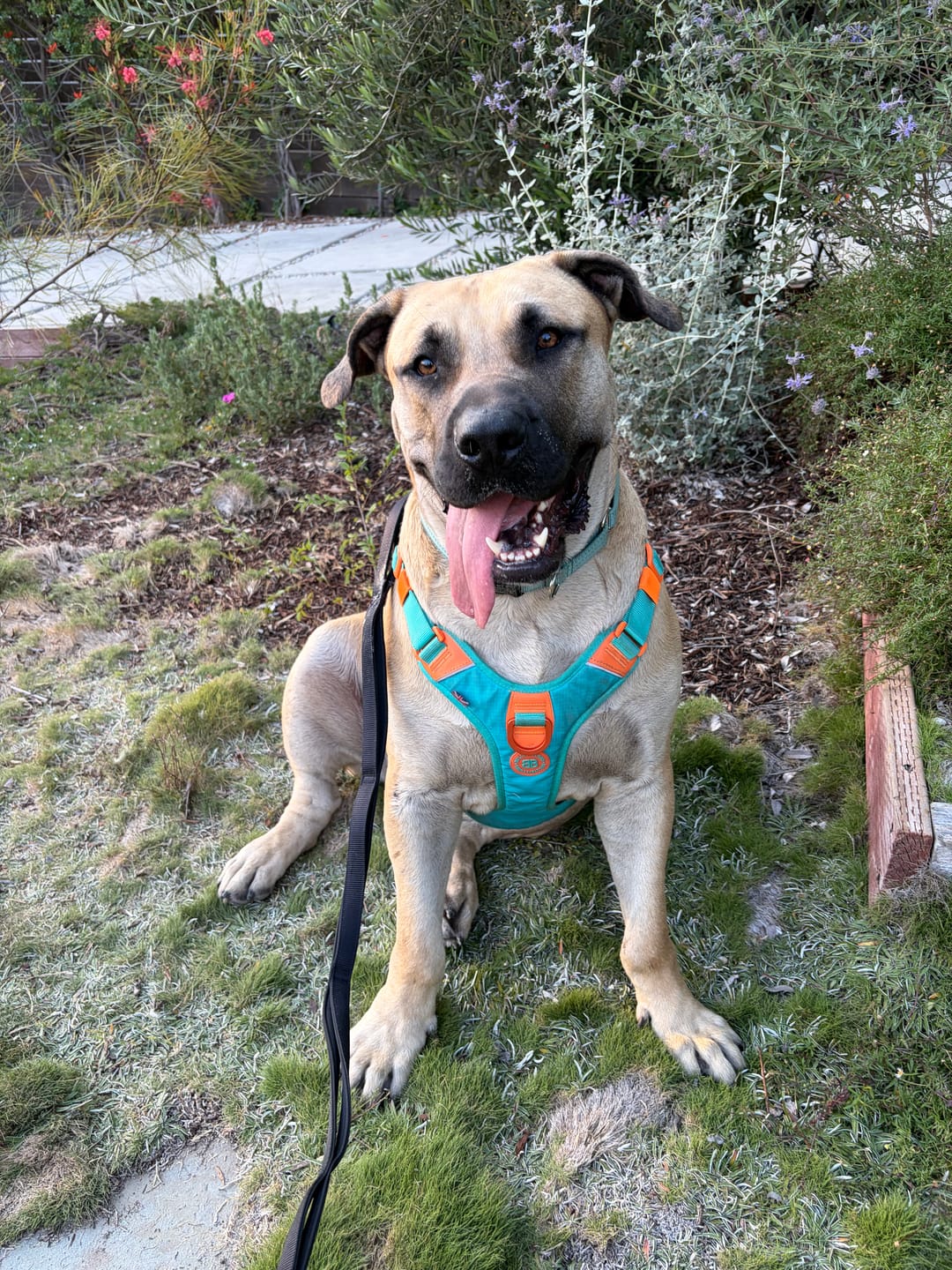 Customer photo review of Anti Pull Hurricane Harness Lighter | With Handle - Turquoise X Orange