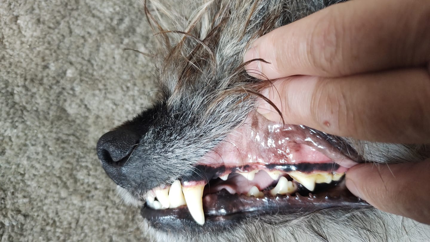 Customer photo review of Beemzy Tandpoeder voor Honden