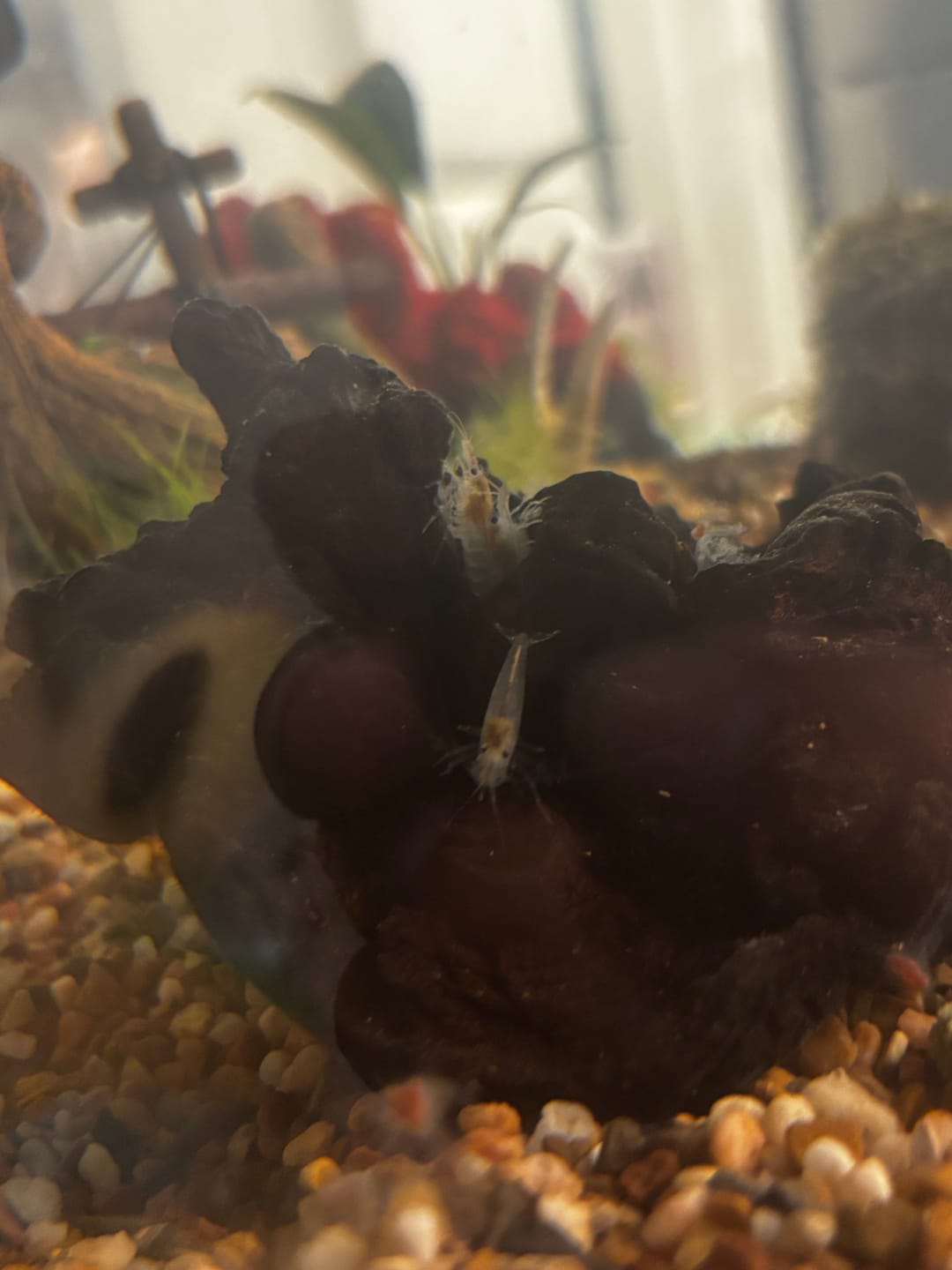 Customer photo review of Amano Shrimp