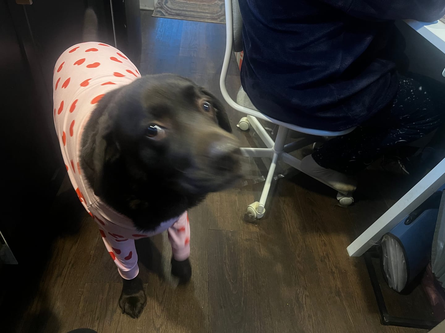 Customer photo review of Dog Pajama Prints