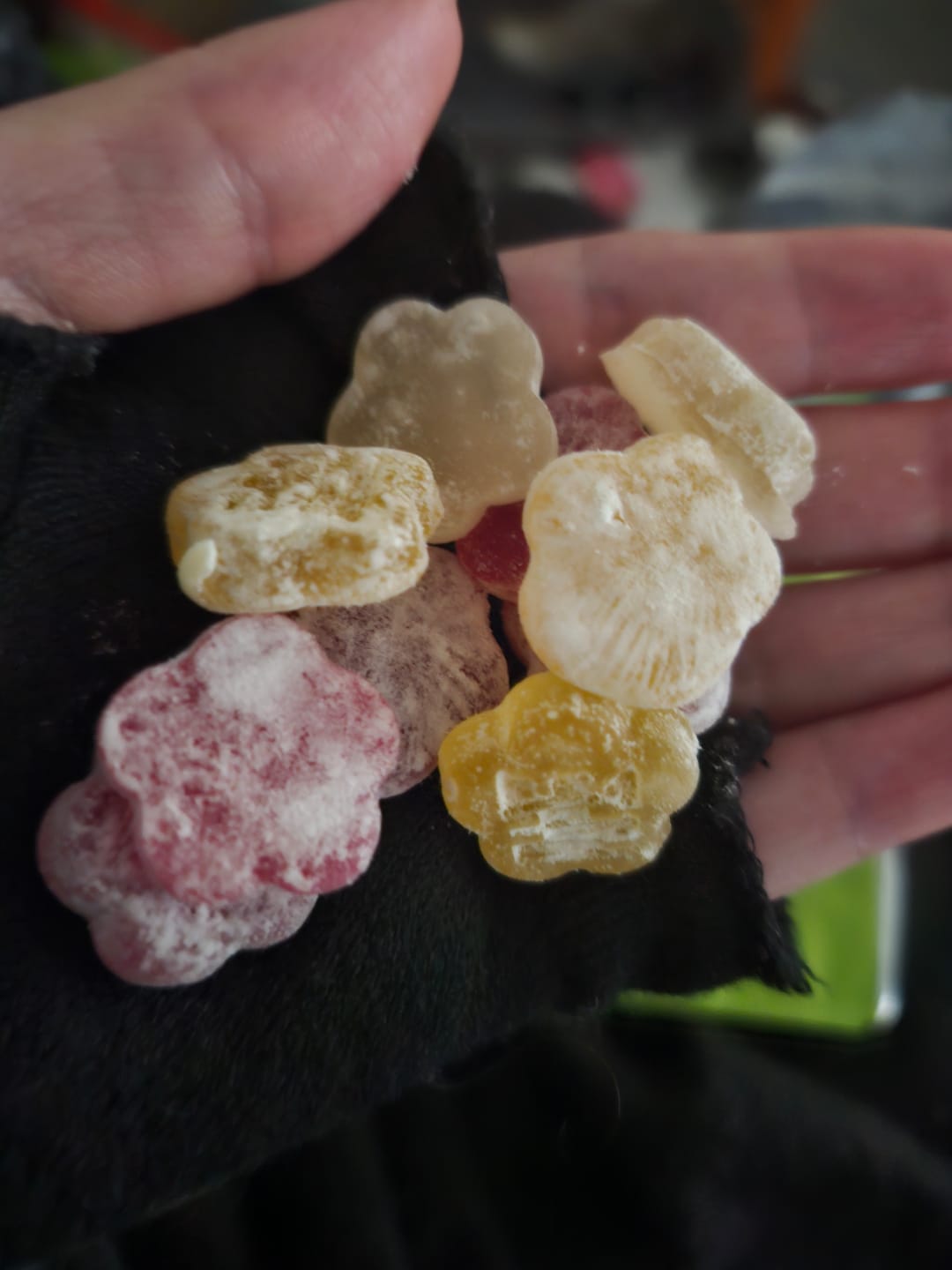 Customer photo review of Mochi Discovery Pack