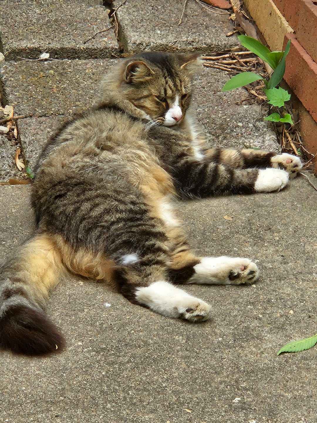 Customer photo review of GCP Flea & Tick Natural Defense for Cats - 100 Soft Chews