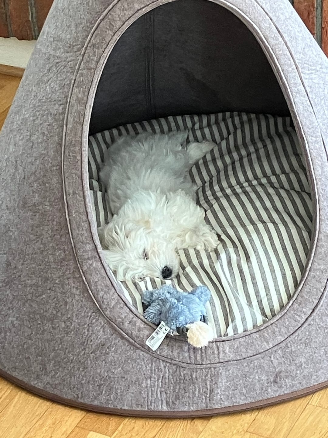 Customer photo review of Tonto - Luxury Dog Tipi