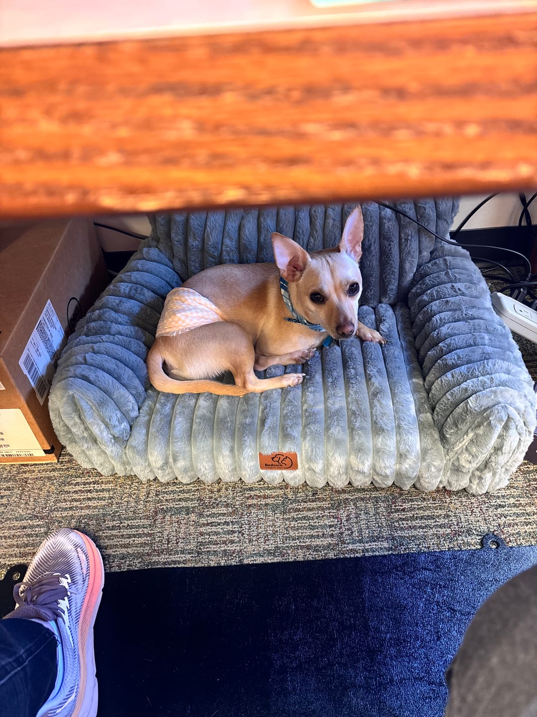 Customer photo review of Regular/Unflavored Himalayan Yak Chews | 6-Sizes (for Small to Big Dogs)