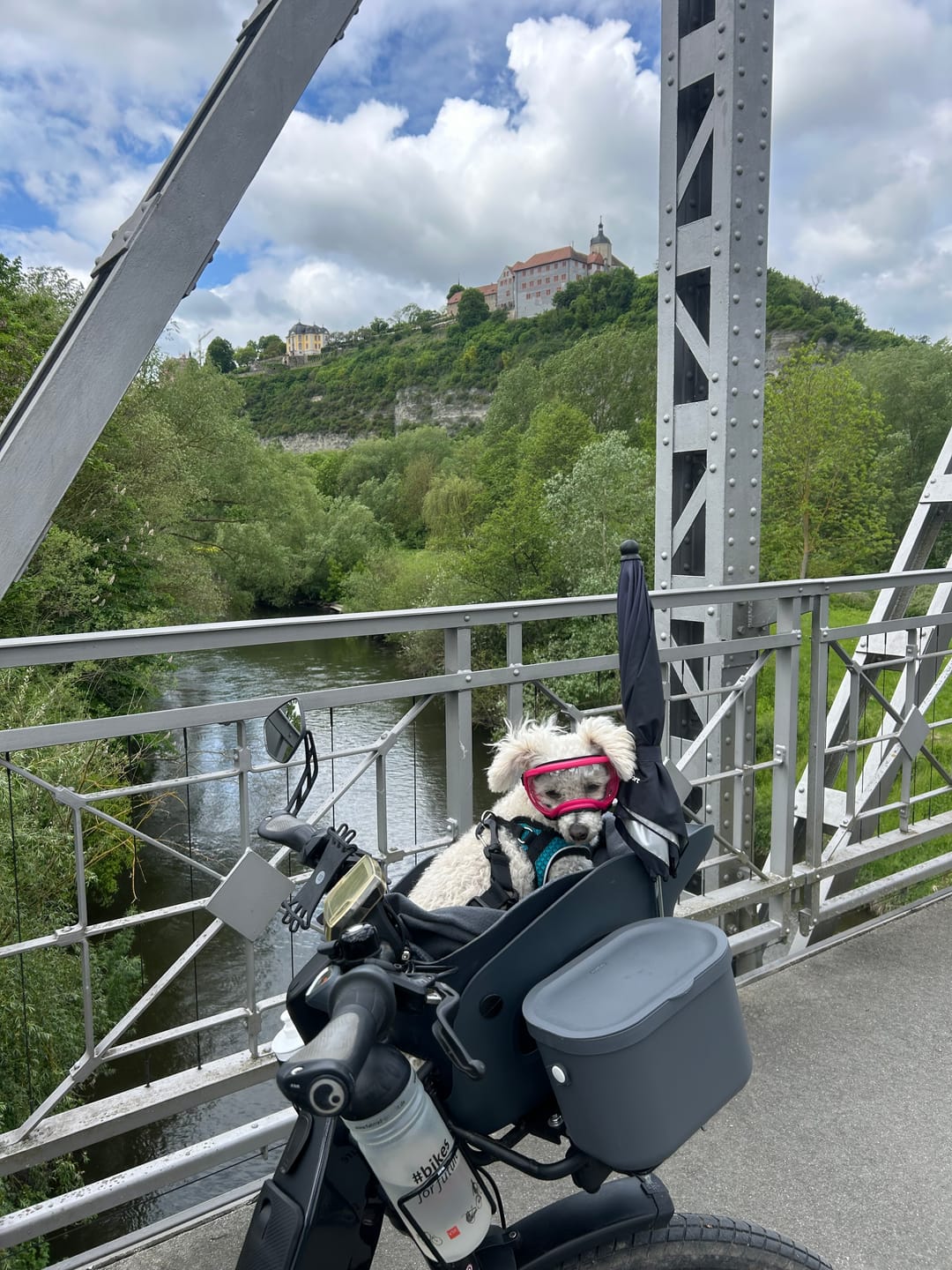 Customer photo review of Kvisp Dog Bike Carrier