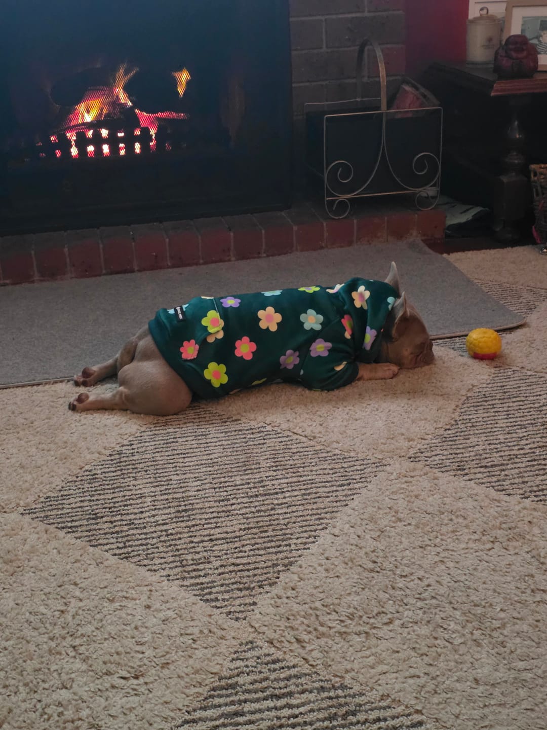 Customer photo review of Dog Hoodie Prints