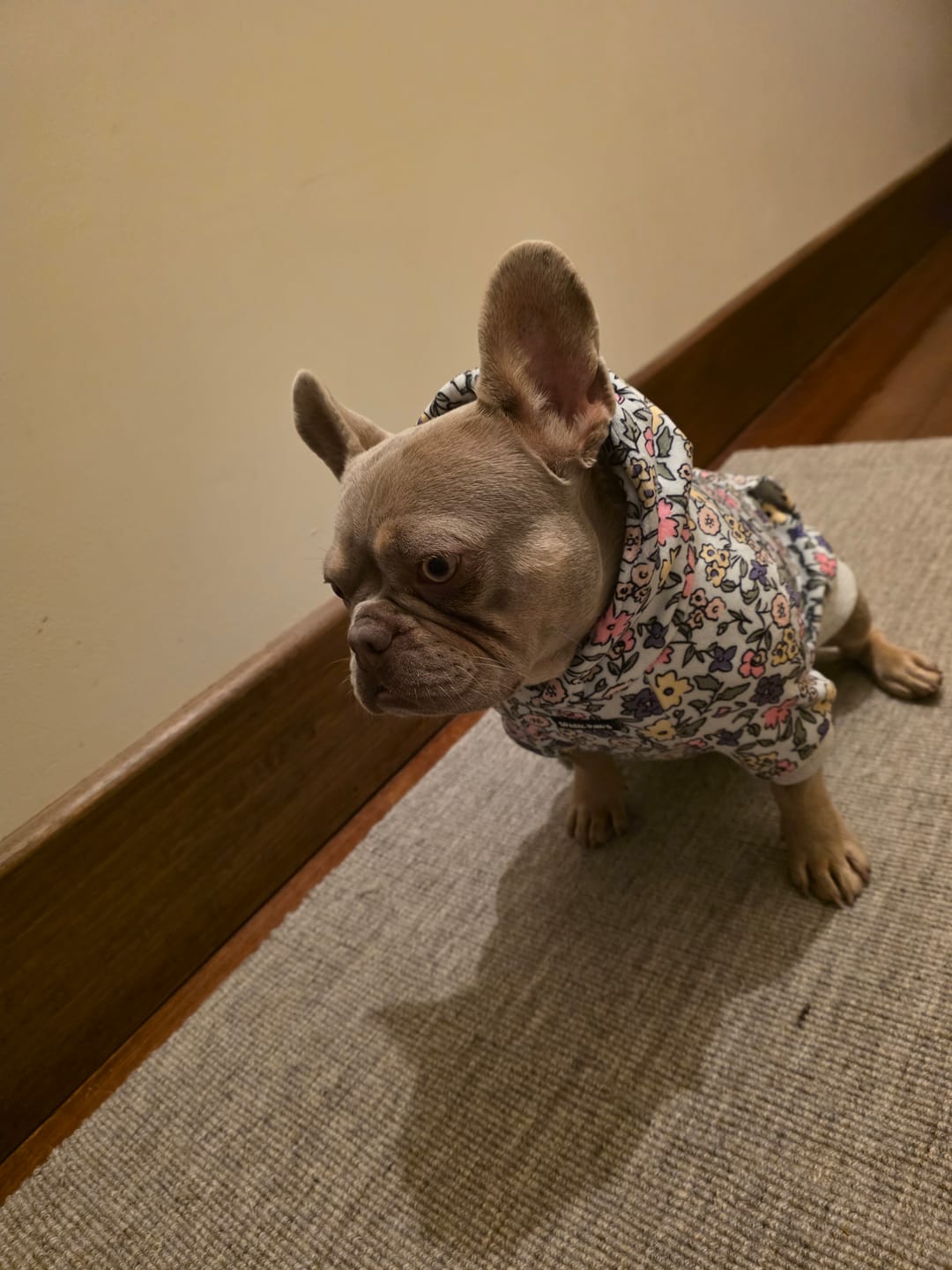 Customer photo review of Dog Hoodie Prints