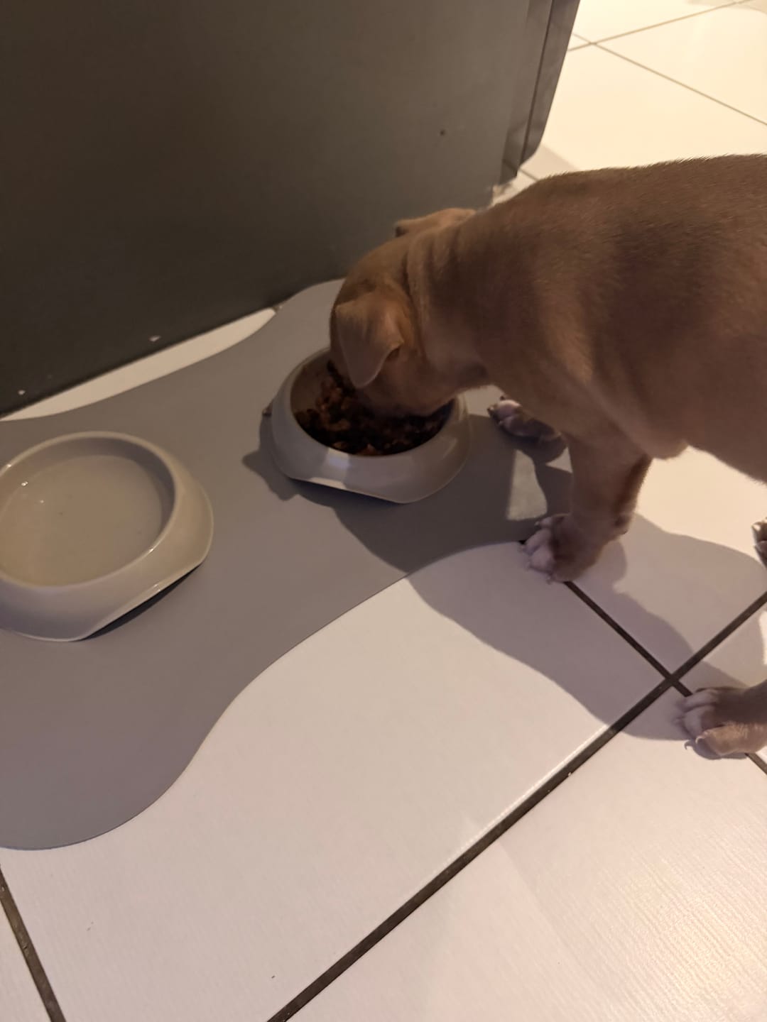 Customer photo review of Scottish Salmon Dry Super Food - Puppy