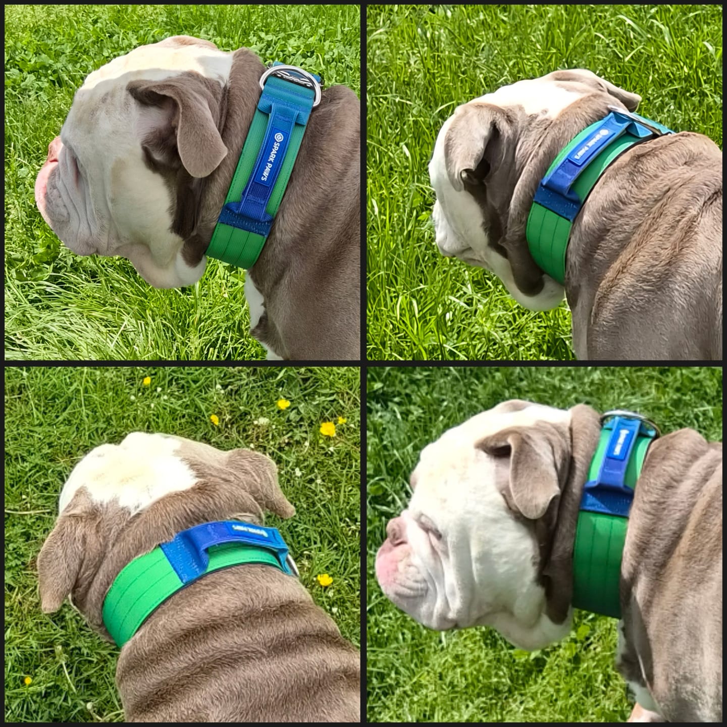 Customer photo review of Comfort Control Collar - Lime Wave