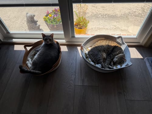 Customer photo review of Instinct Basket | Meet the first research-backed natural territory for indoor cats