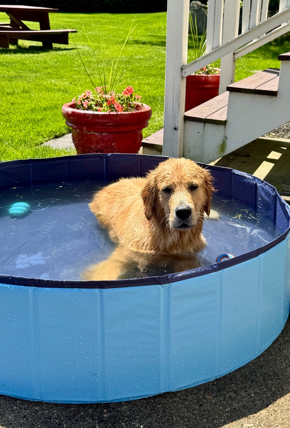 Customer photo review of NEW Pop-Up Foldable Outdoor Dog Bath & Swimming Pool With Side Drain (Aqua Blue)