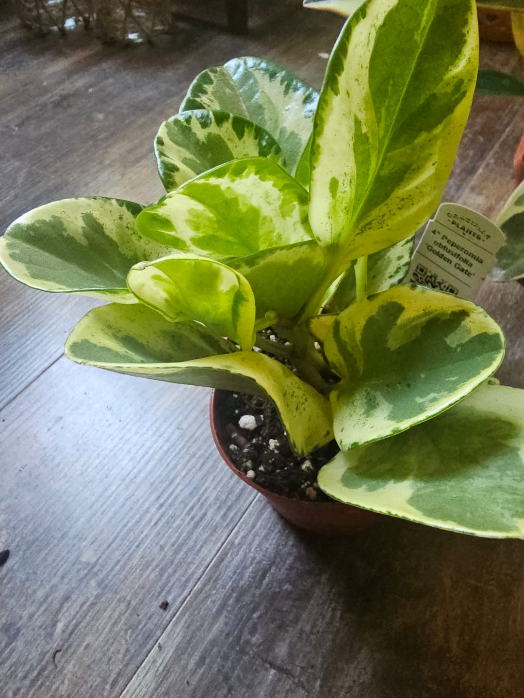 Customer photo review of Peperomia obtusifolia 'Golden Gate'