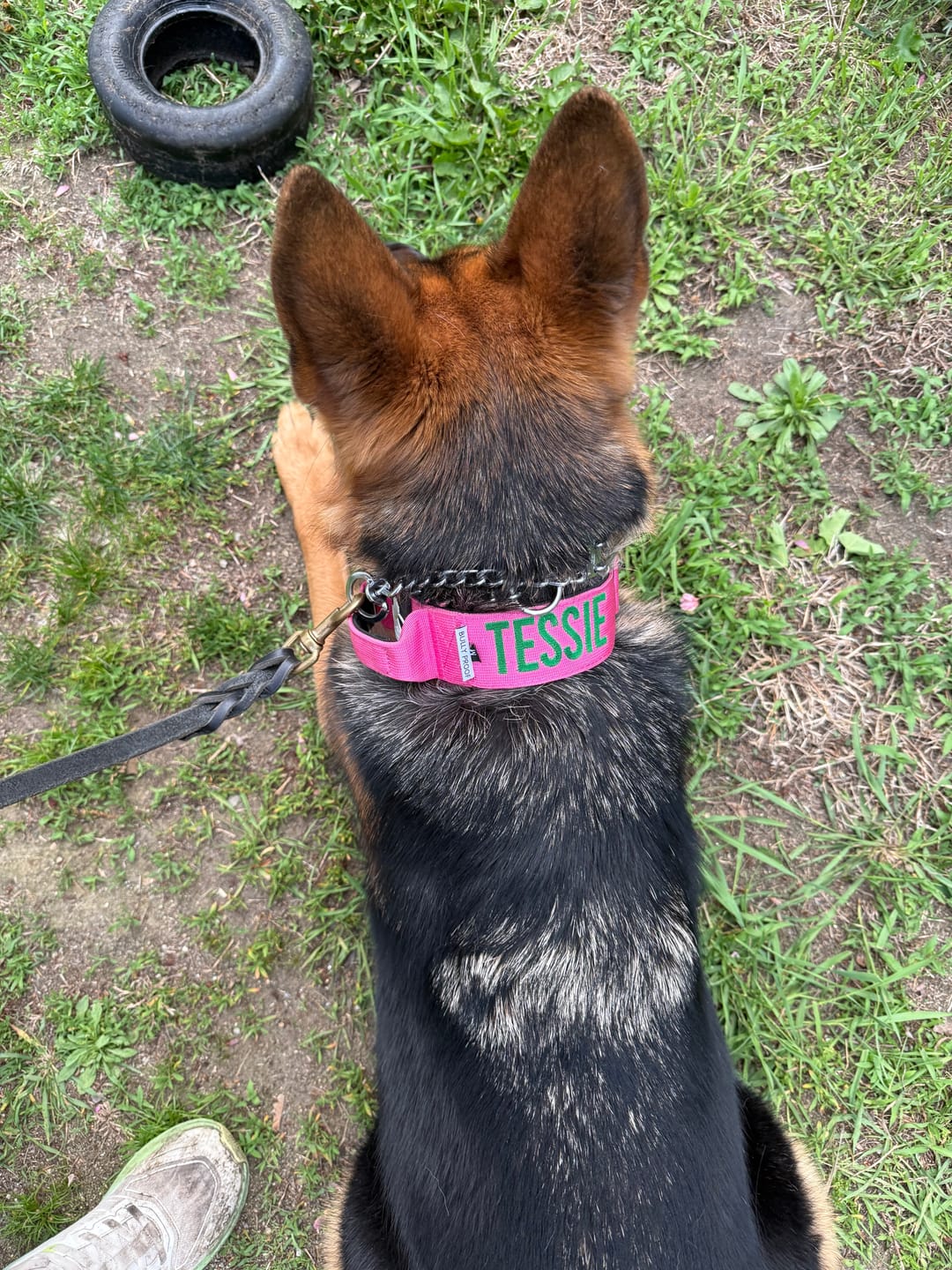 Customer photo review of Pink Bully Proof Collar