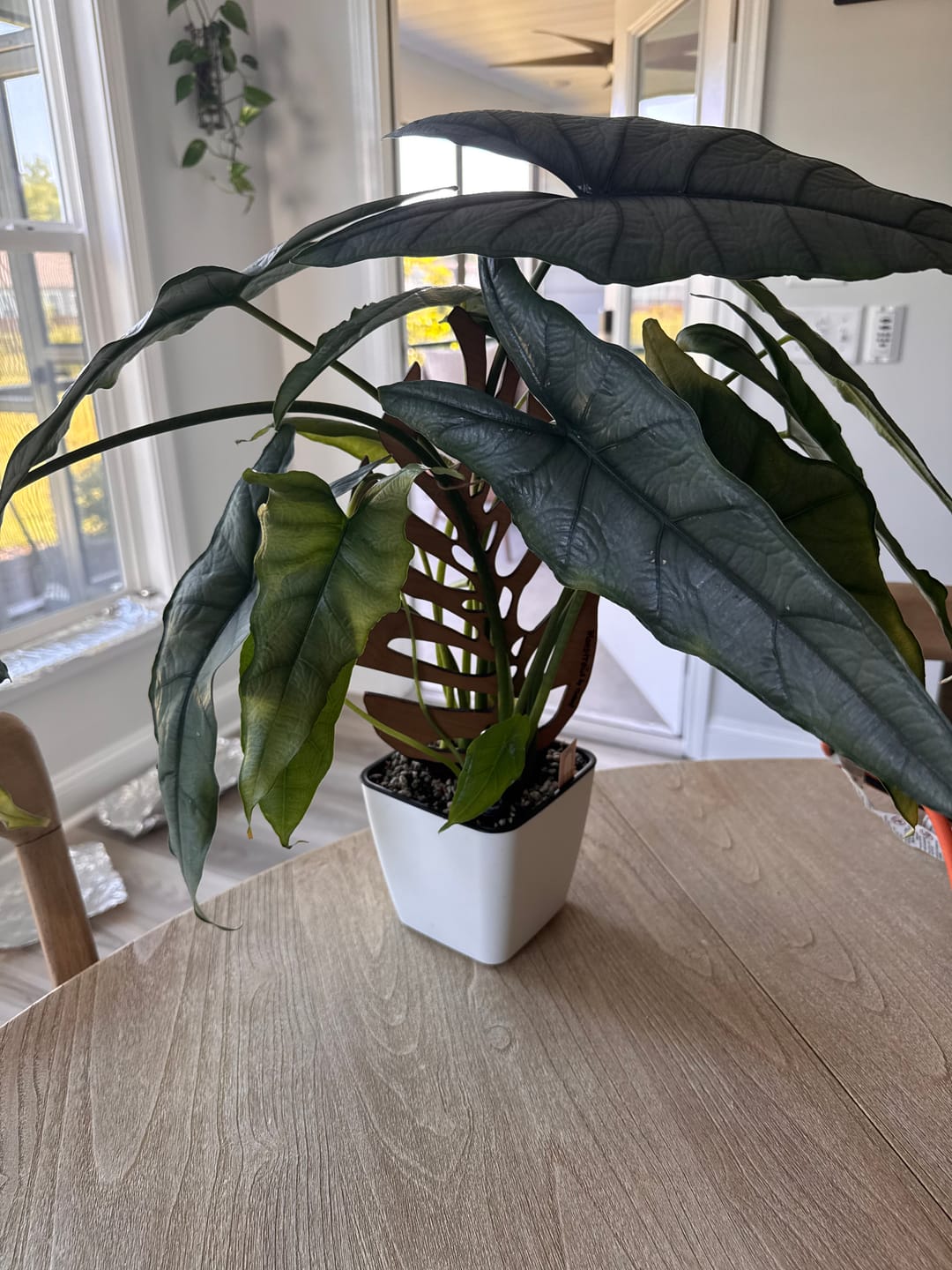 Customer photo review of Monstrella - Plant trellis inspired by the Monstera Leaf