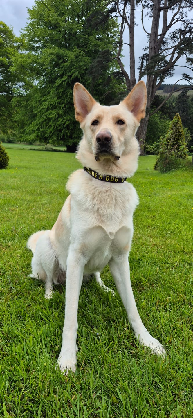 Customer photo review of Madra x The Scratch - Collar