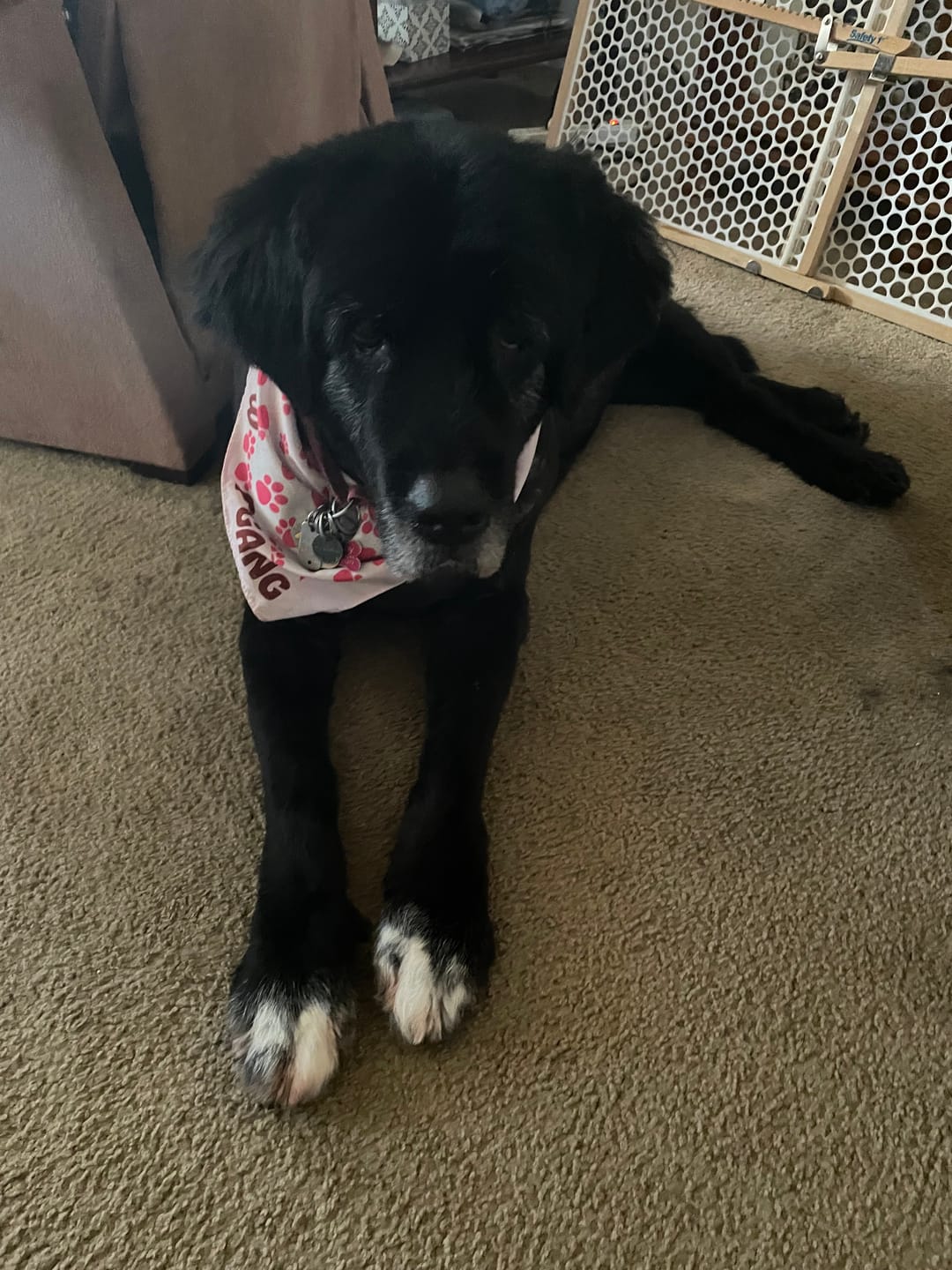 Customer photo review of KING KALM CBD 300mg - Large Pet Formula 45 to 65lbs