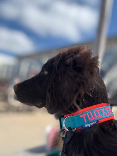 Customer photo review of Personalised Dog Collar with Name - Neoprene - S | 3 cm width