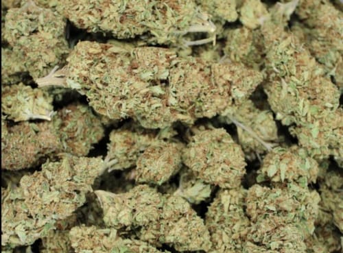 Customer photo review of Candy Diesel THCA Flower