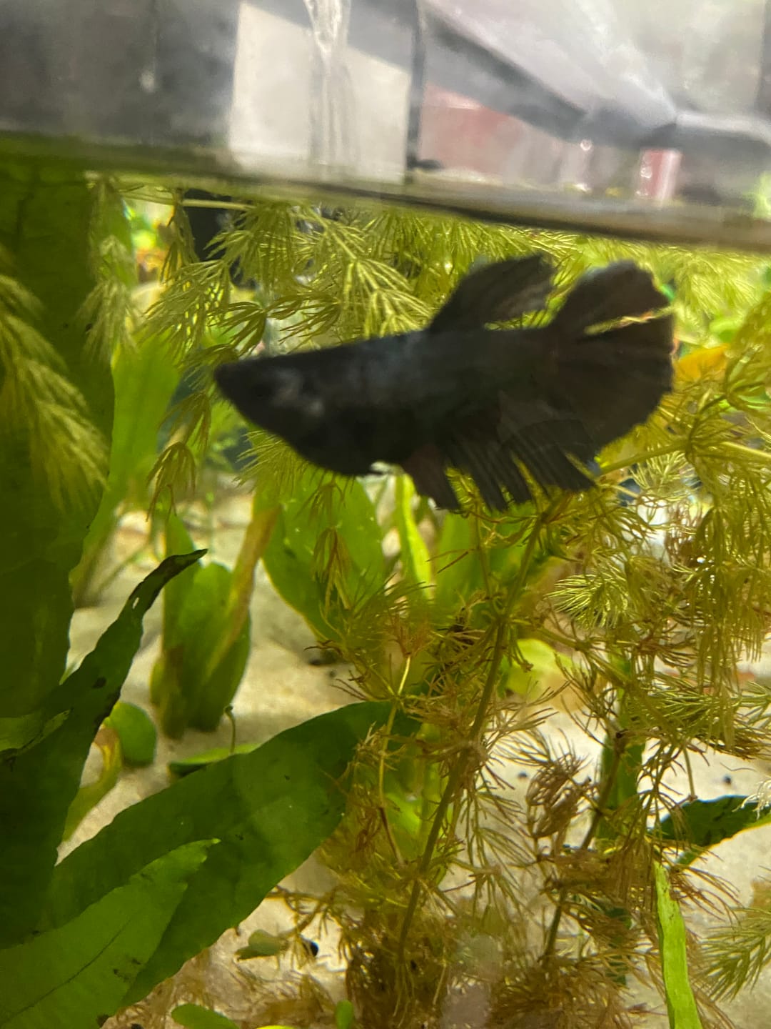 Customer photo review of Rare Halfmoon Black Copper Betta Fish (Female)