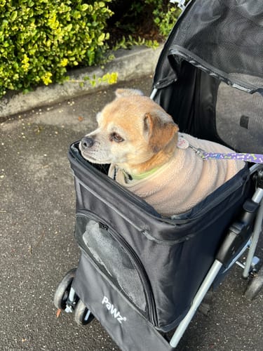 Reviewer's elderly dog sitting in the black 4 Wheels Pet Stroller on a walk.