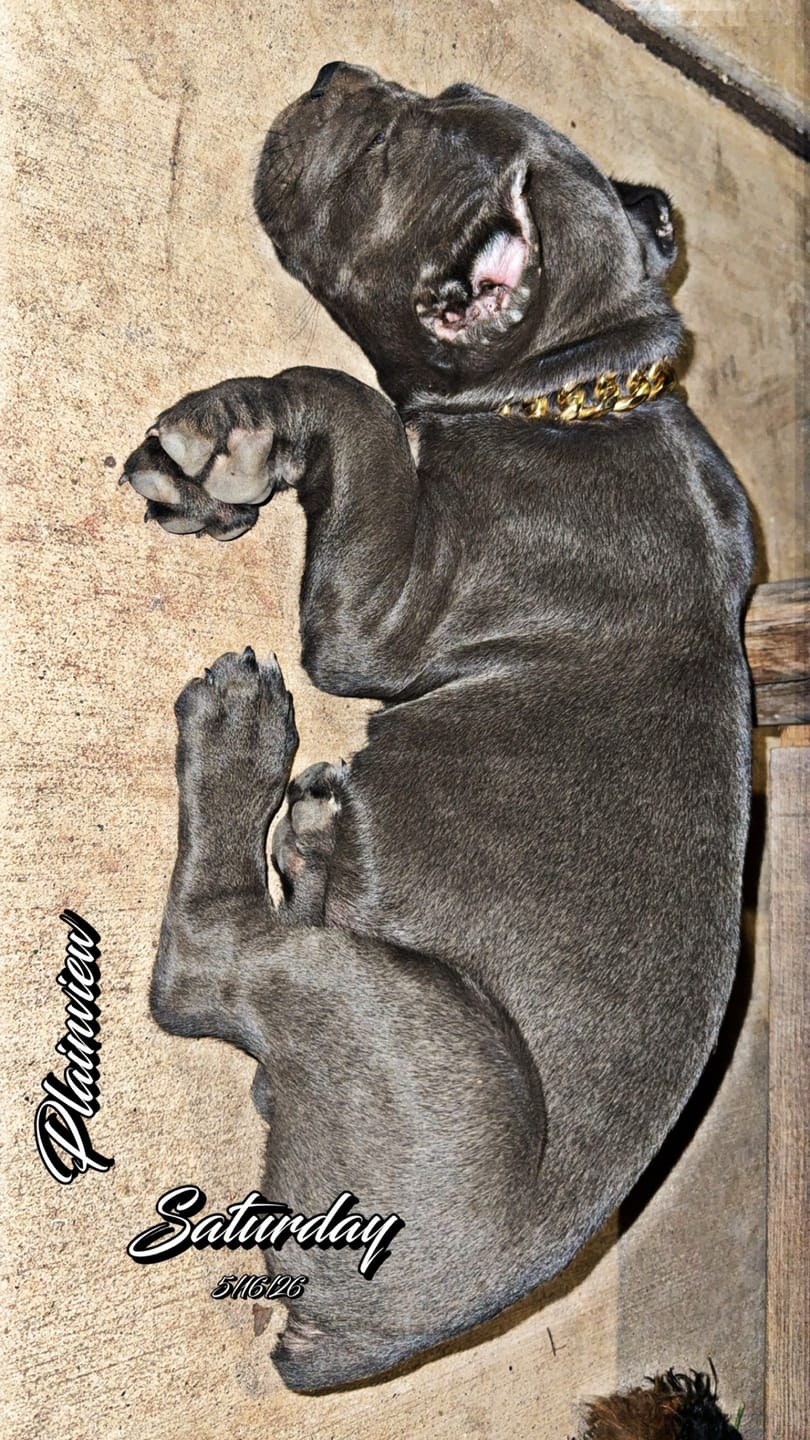 Customer photo review of Gold Chain Dog Collar 20mm