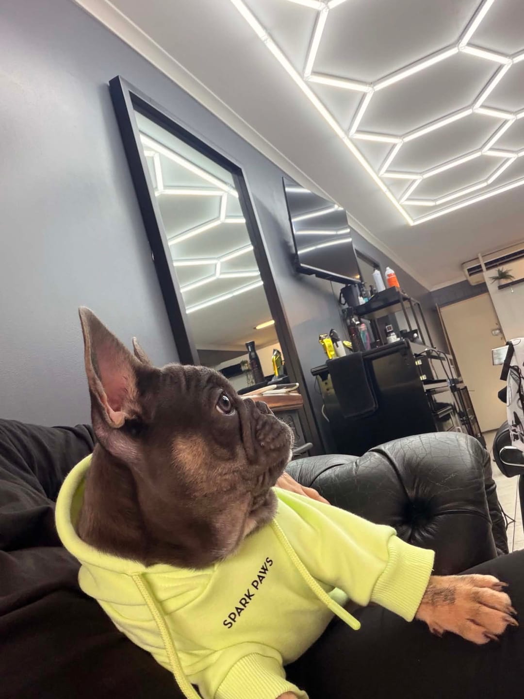 Customer photo review of Essential Dog Hoodies