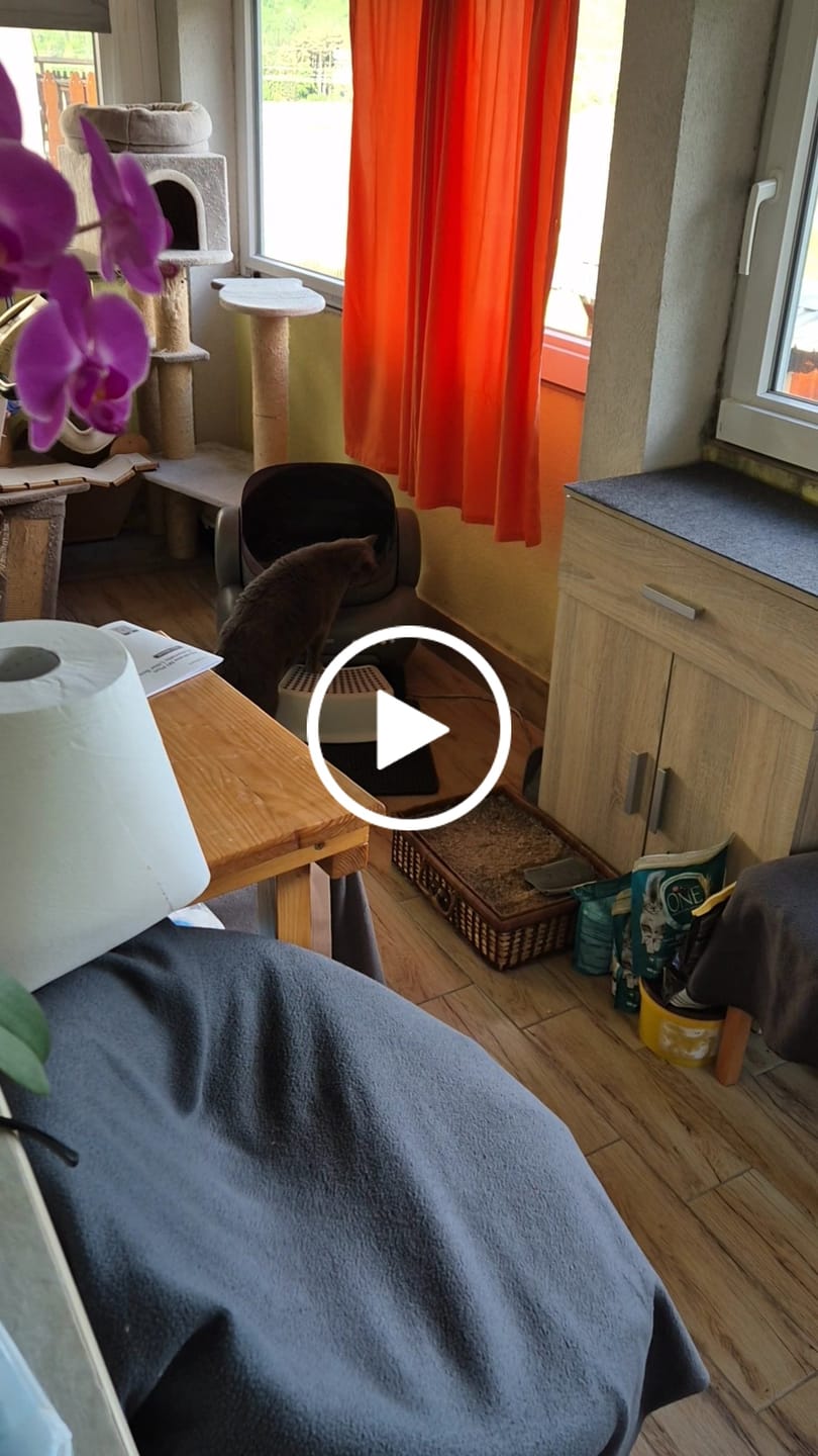 Customer video review of Neakasa M1 Plus Open Top Self-Cleaning Cat Litter Box