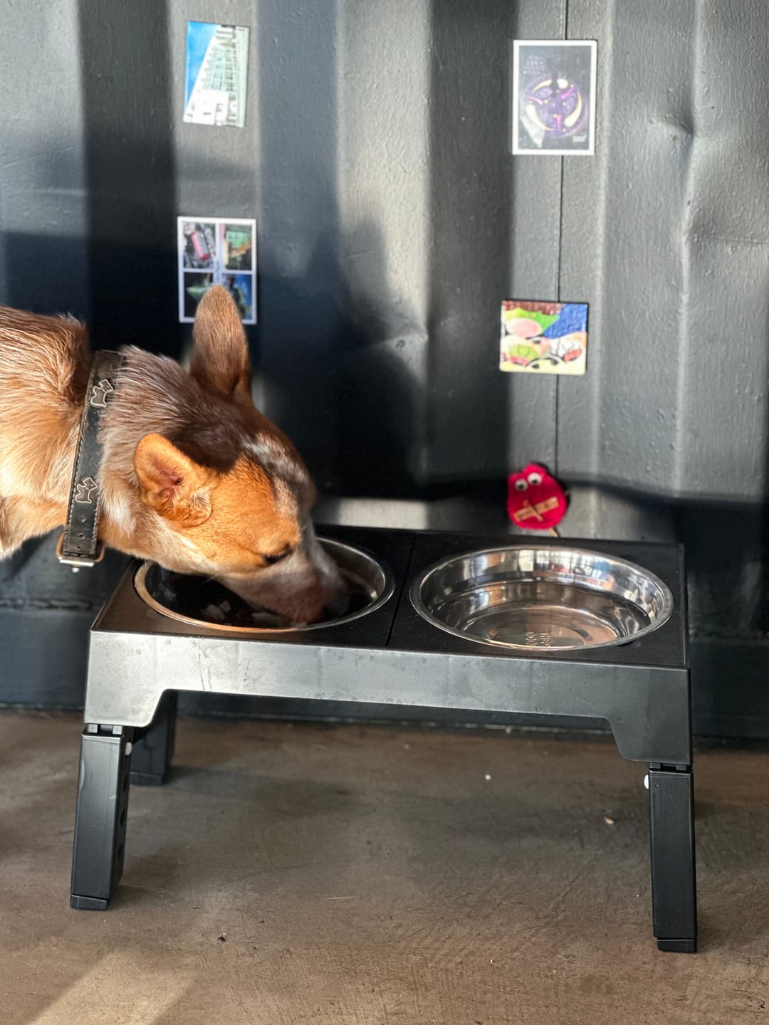 Customer photo review of Comedero Elevado THE DOGS Postura correcta en cada comida