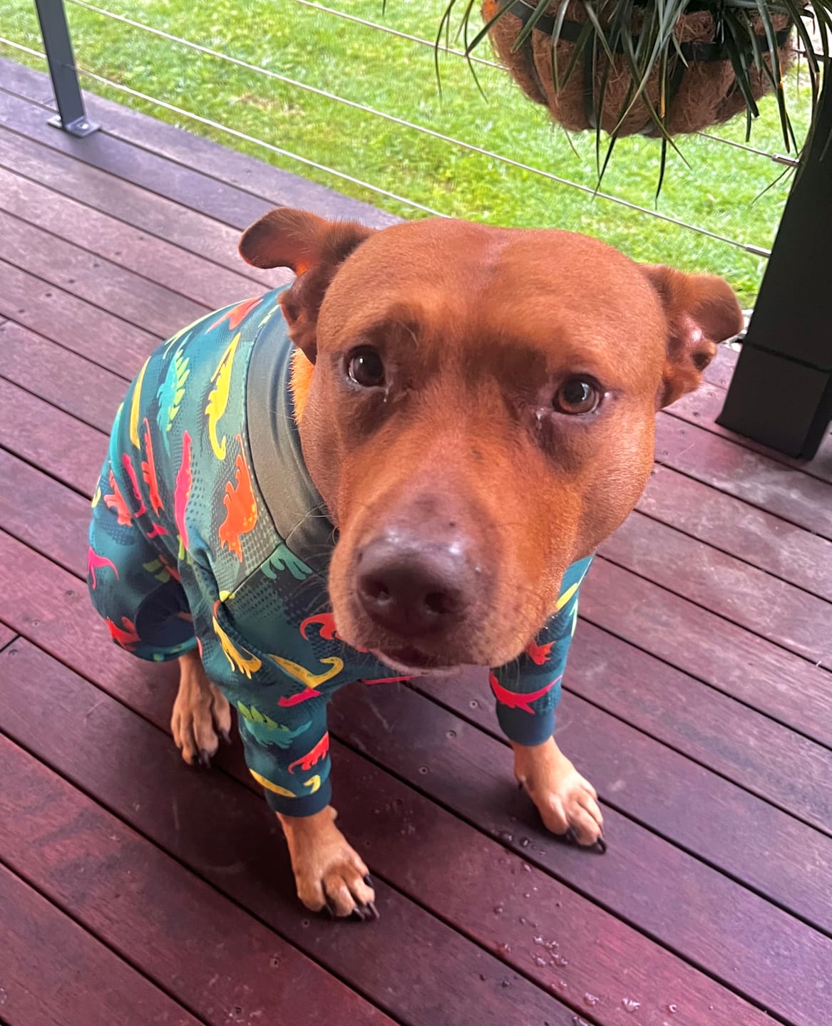 Customer photo review of Dog Pajama - Dinosaurs