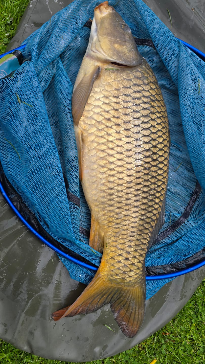 Customer photo review of SQUEEZ-READY COLOURED METHOD PELLETS 2mm - 500g