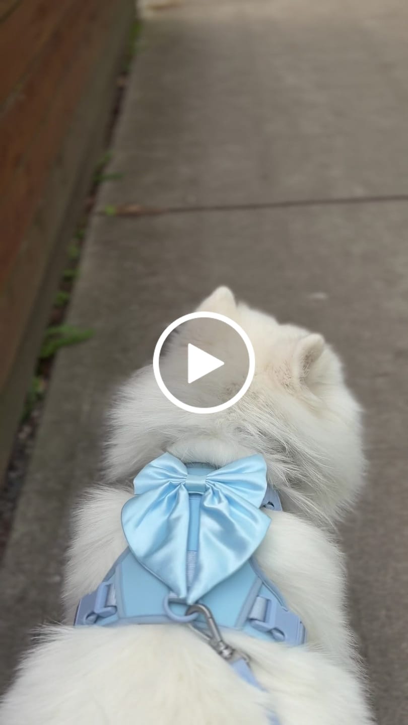 Customer video review of Wander! Bow Harness Kit Blossom - Gold