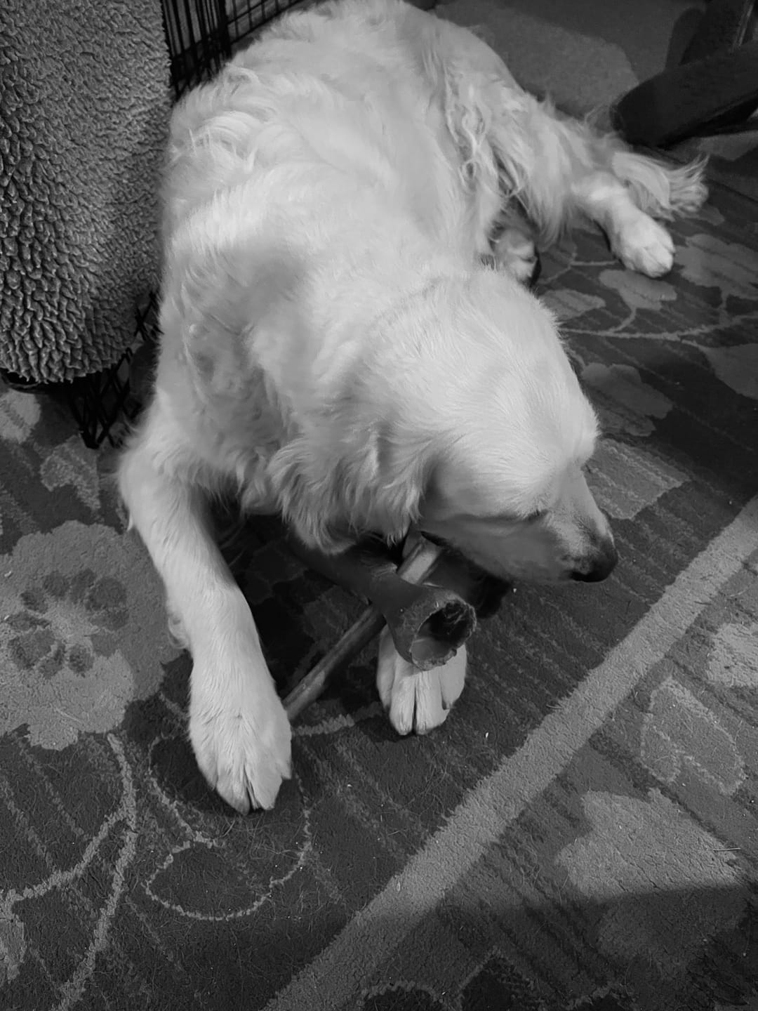 Customer photo review of 12 Inch Monster Bully Stick