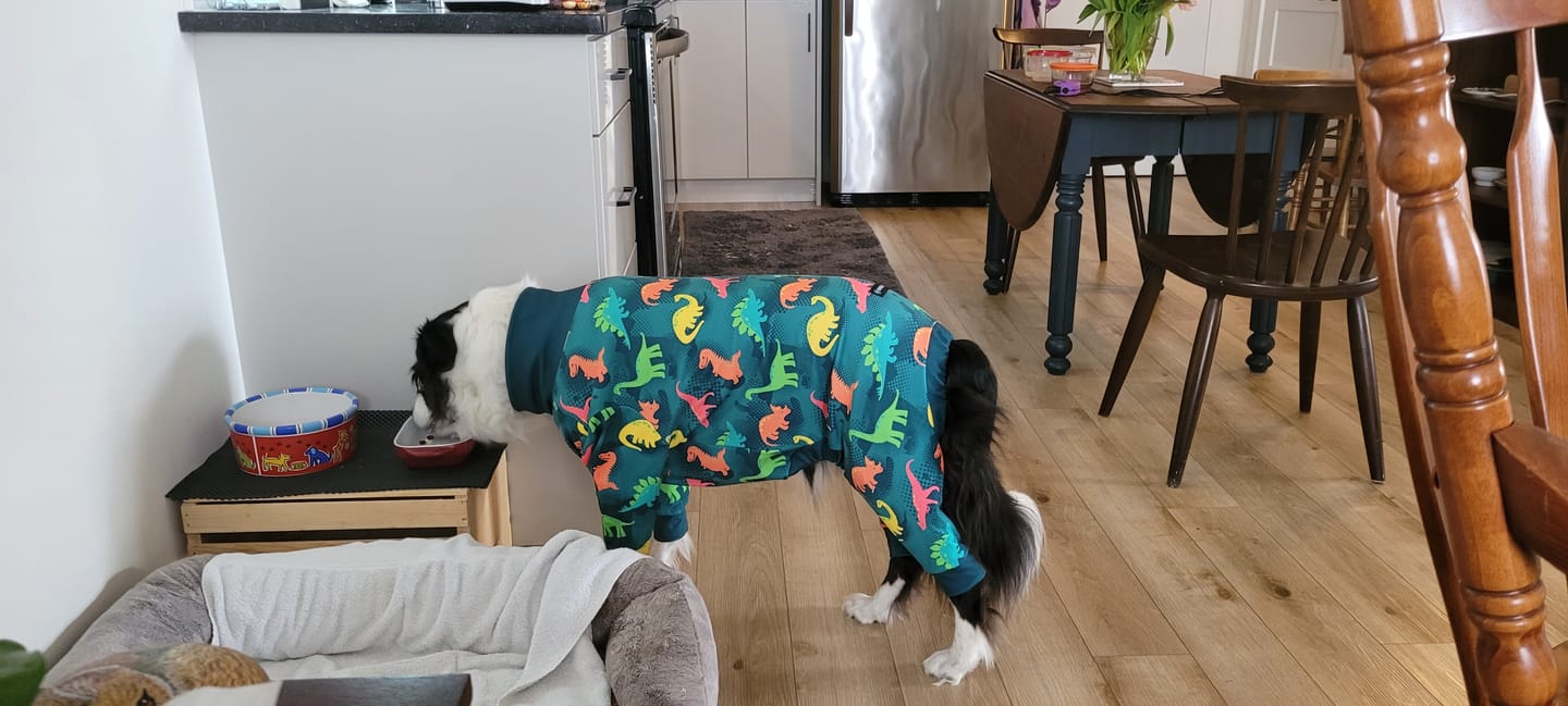 Customer photo review of Dog Pajama - Dragons