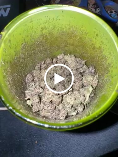 Customer video review of Cali Kush Smalls (Buy 1 Get 1)