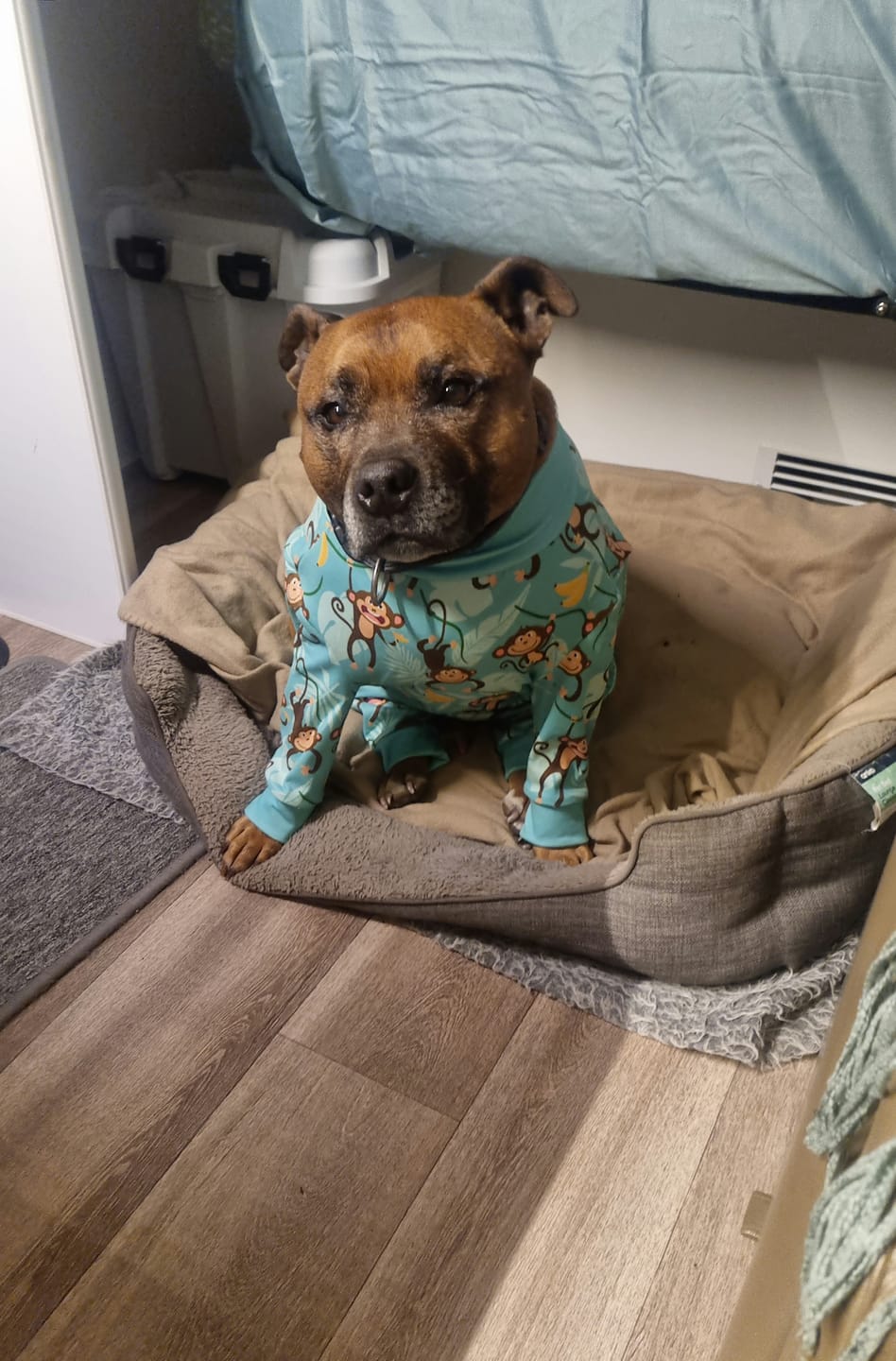 Customer photo review of Dog Pajama - Monkey Business