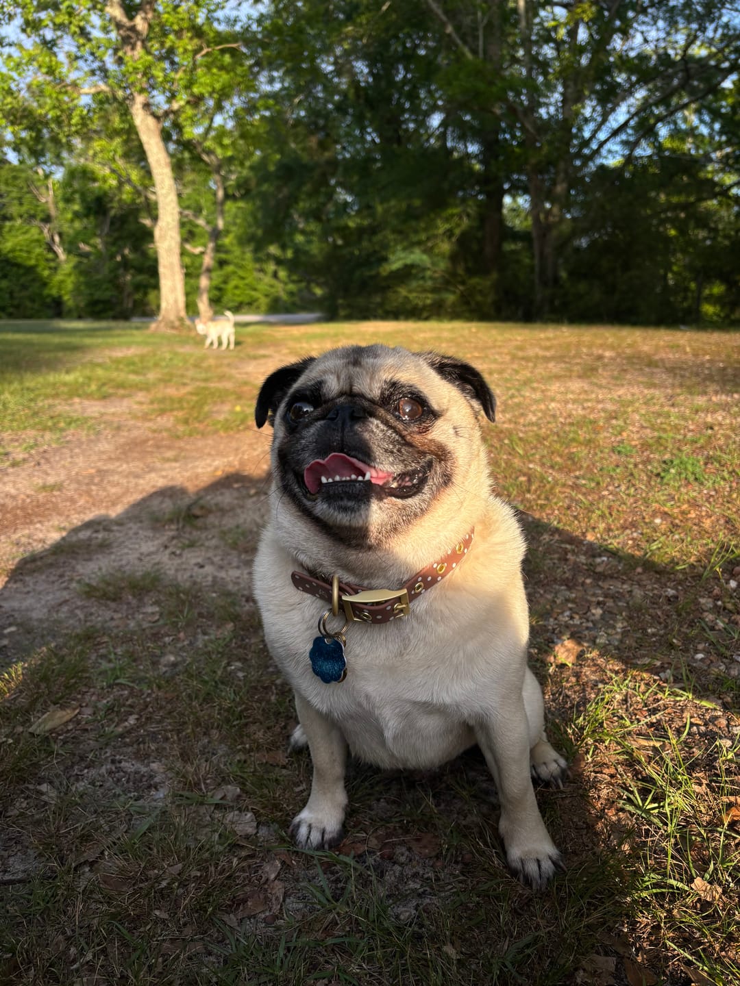 Customer photo review of Wander! Bow Harness Kit Blossom - Gold