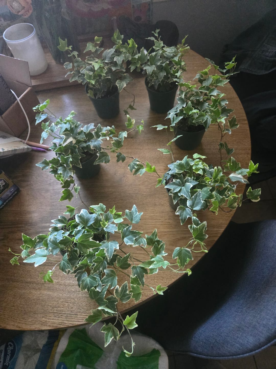 Customer photo review of Hedera helix, English Ivy Glacier