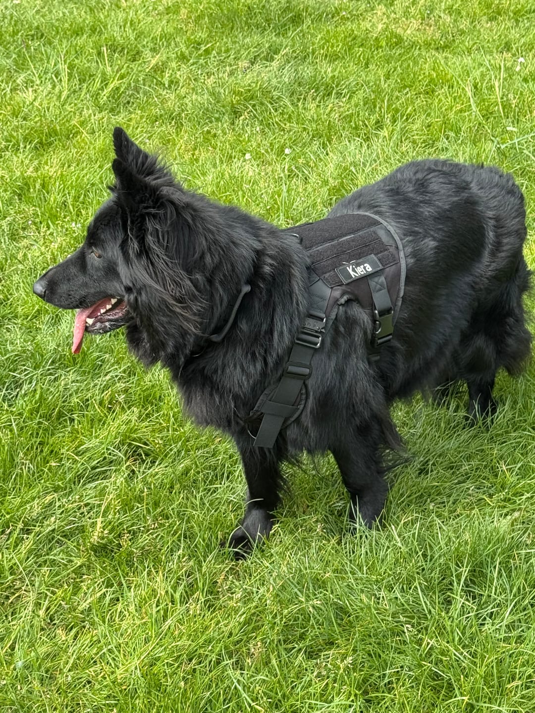 Customer photo review of 6-in-1 Full Tactical Set- Harness, collar, leash and MOLLE pouches