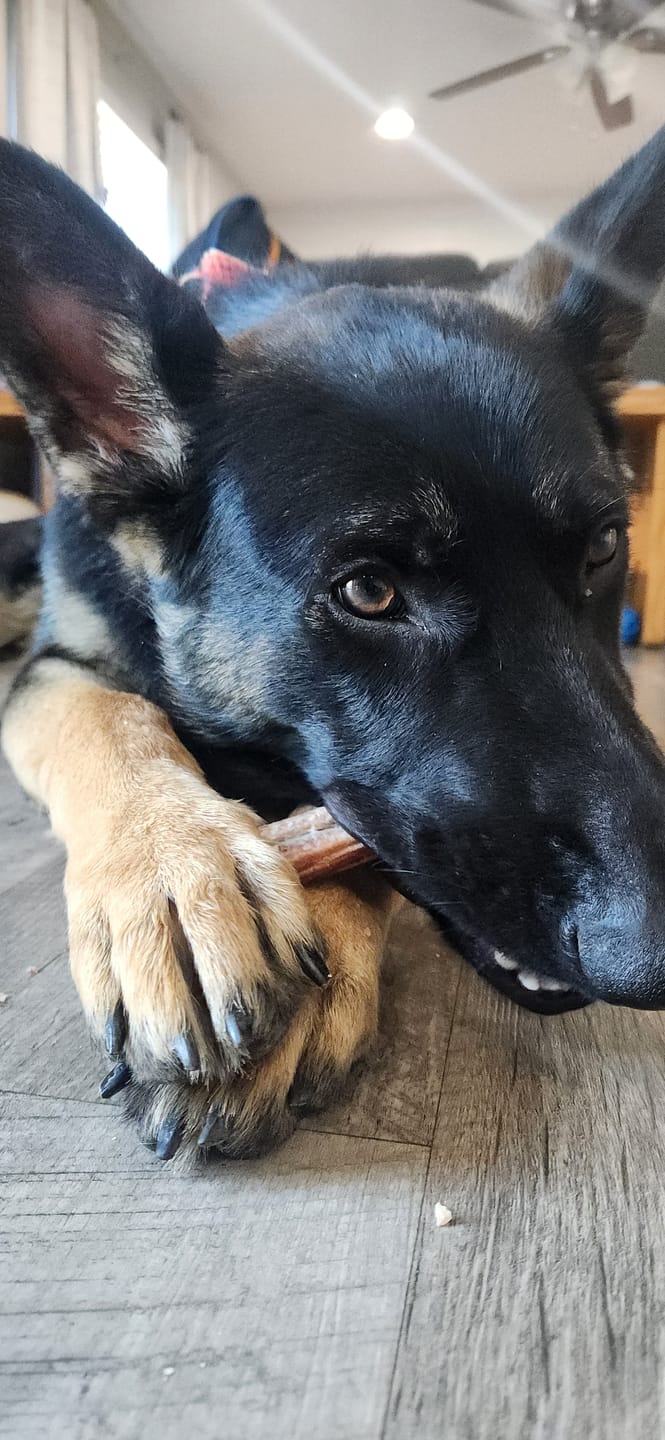 Customer photo review of Ostrich Shaft Bones (11" x 2"): The Long-Lasting, Flavorful Chew for Medium to Large Dogs