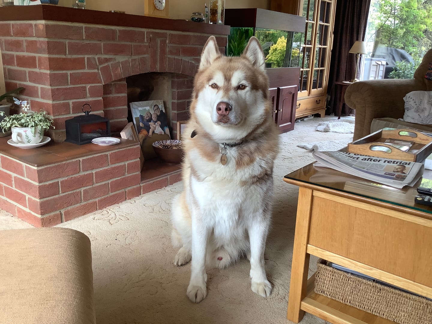 Customer photo review of collagen for dogs