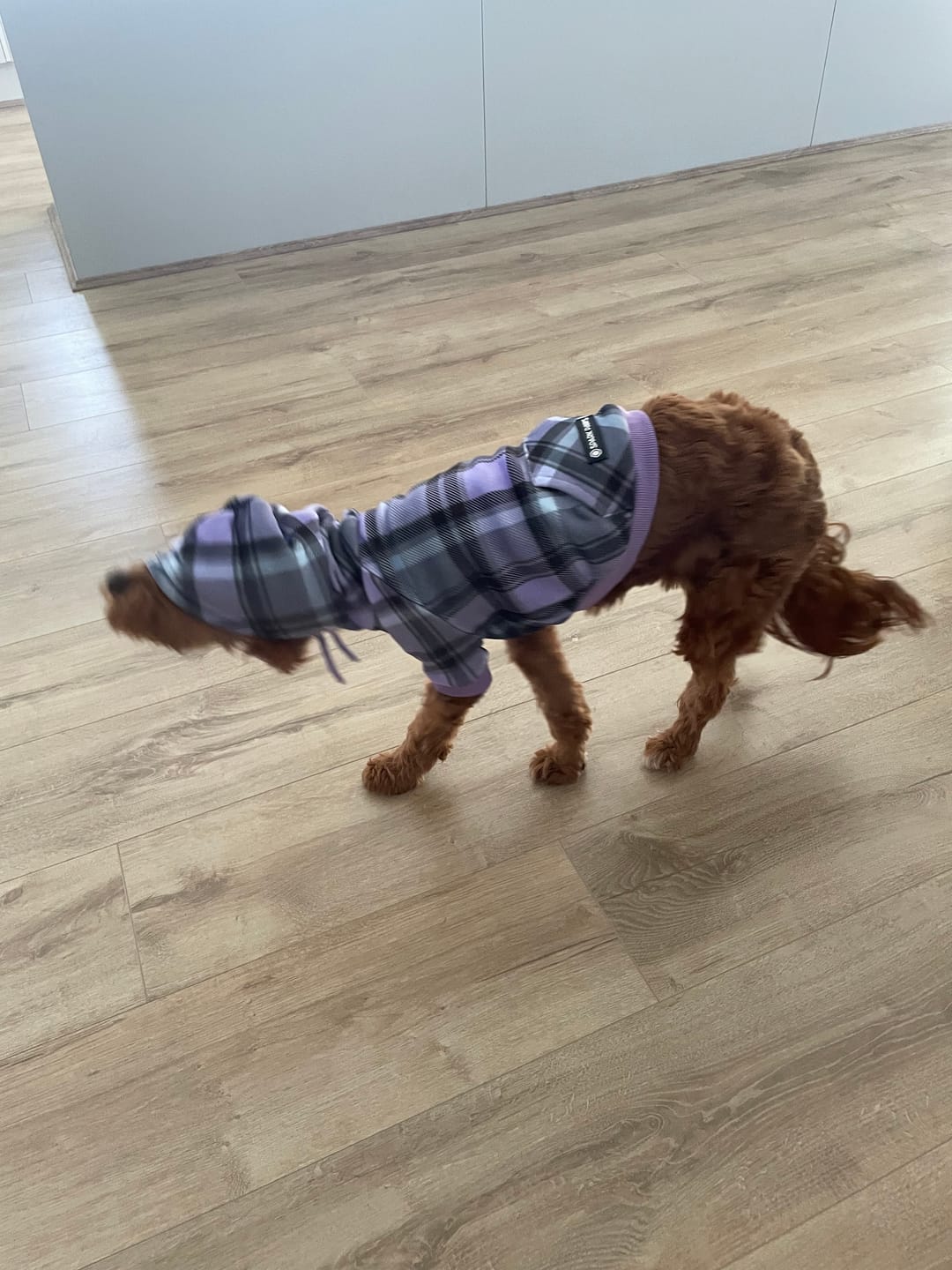 Customer photo review of Purple Plaid Dog Hoodie