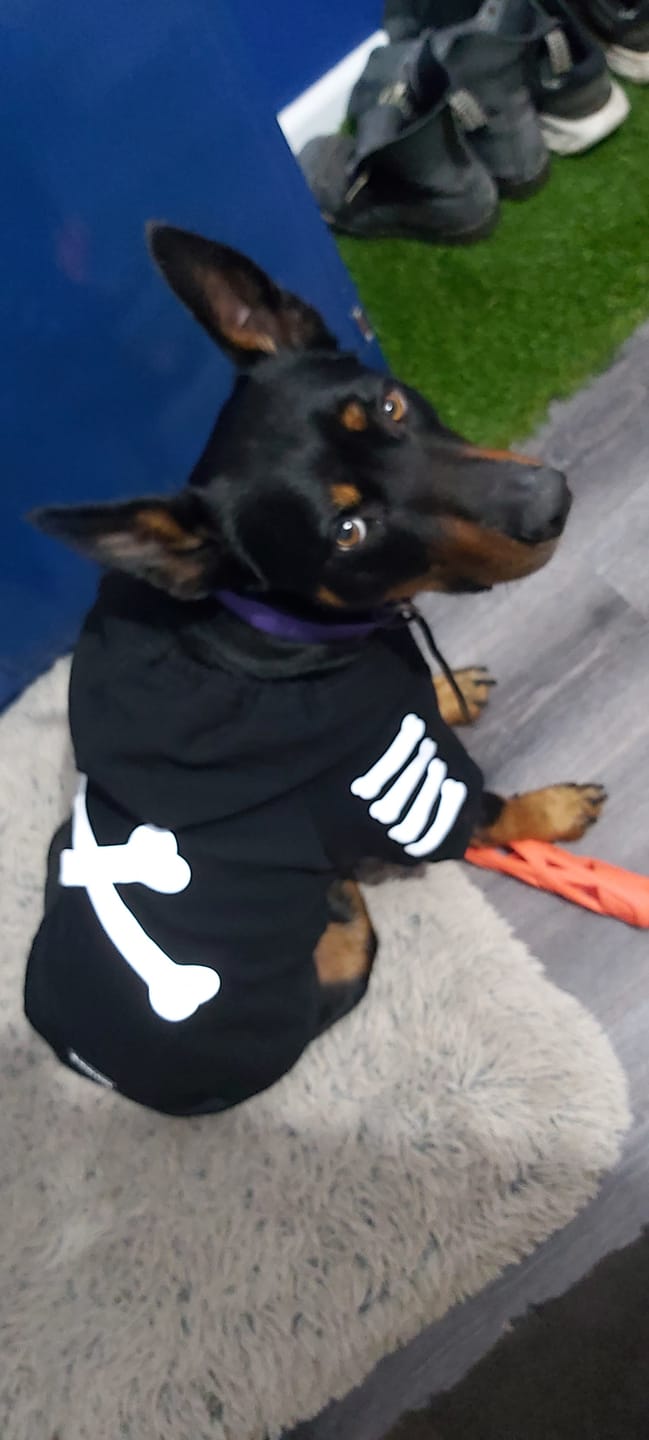 Customer photo review of "WOOF" Dog Hoodie - Black & Reflective