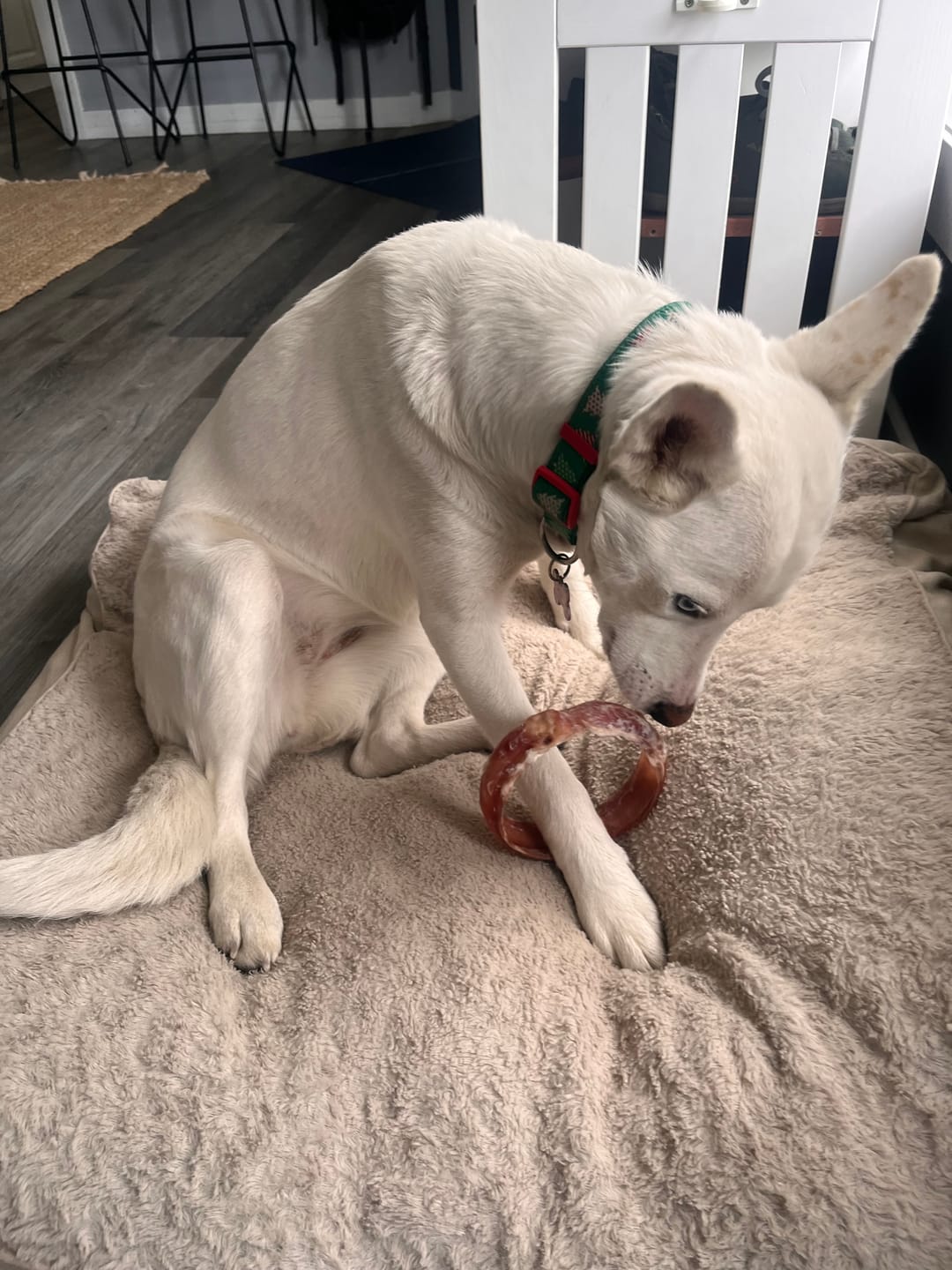 Customer photo review of Large Bully Stick Ring