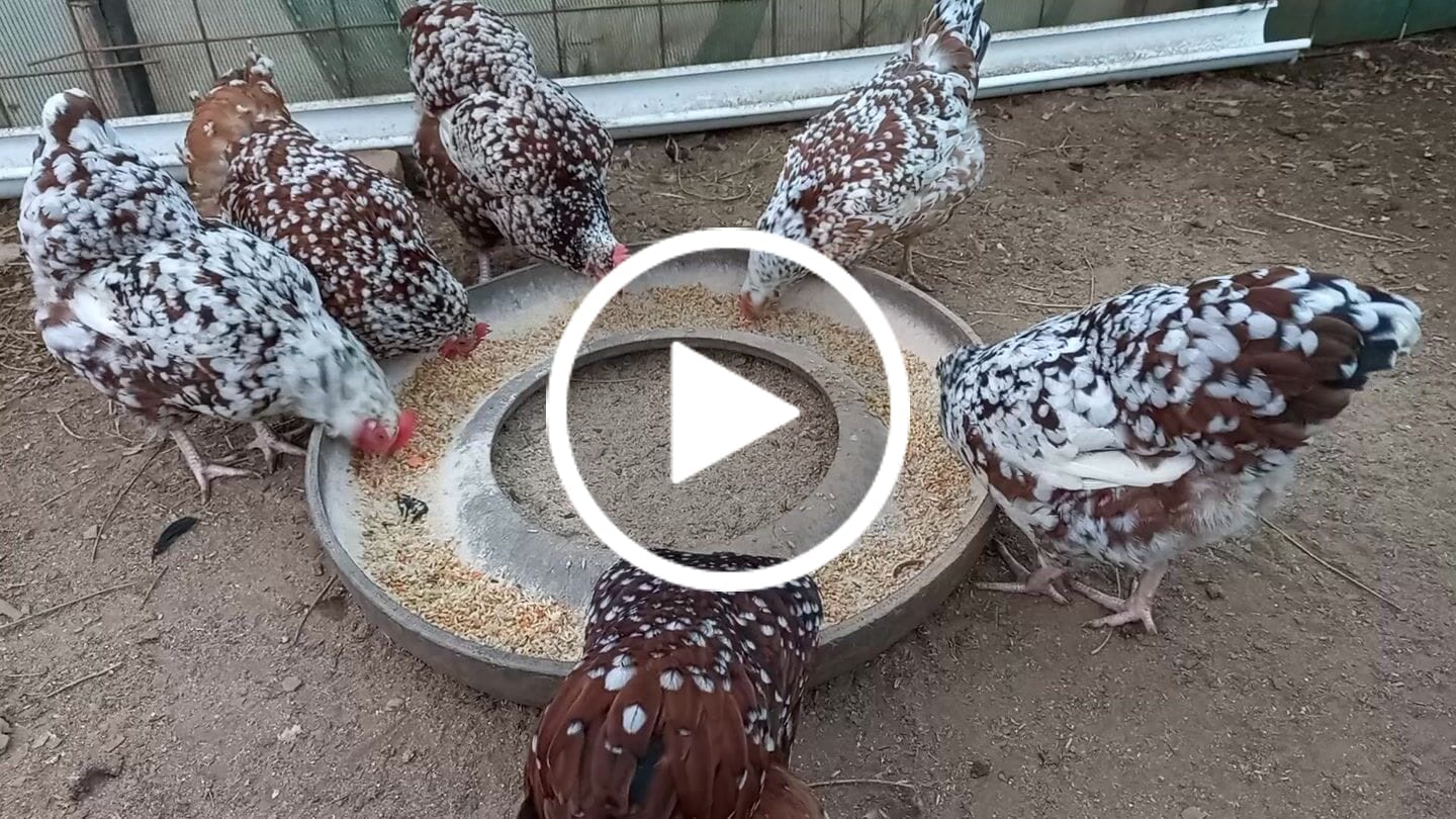 Customer video review of Avi Layer & Breeder (Fertility, Egg Quality & Skeletal Support for All Birds)