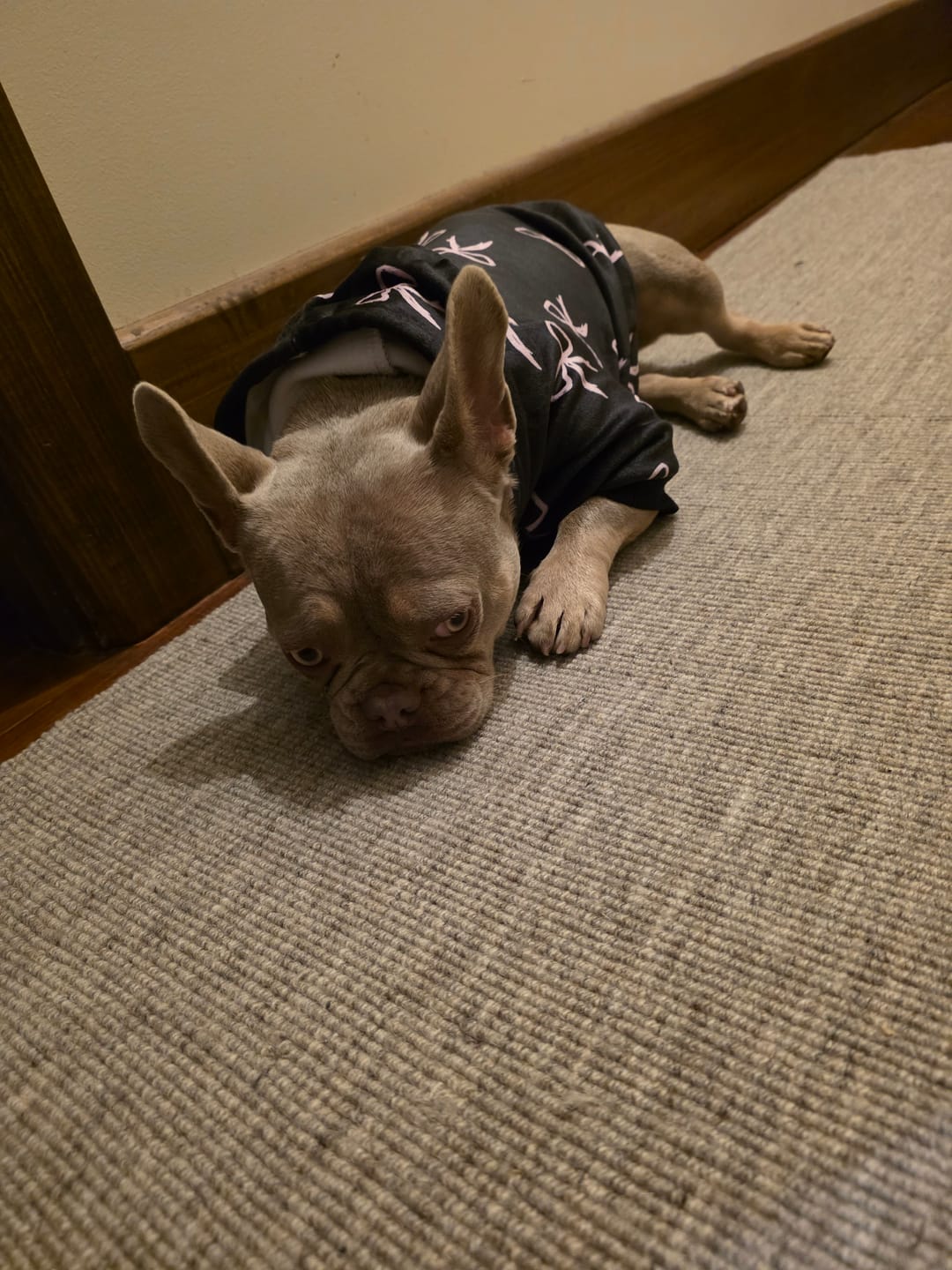 Customer photo review of Coquette Dog Hoodie