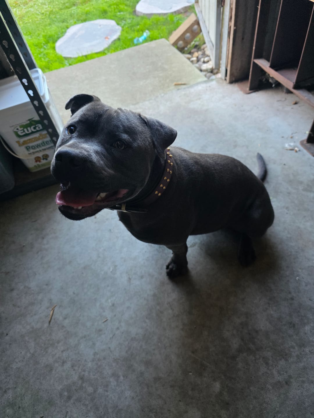 Customer photo review of Hand Made Leather Dog Collar- RuffNeck Cherry & Brass (Regular Fit)