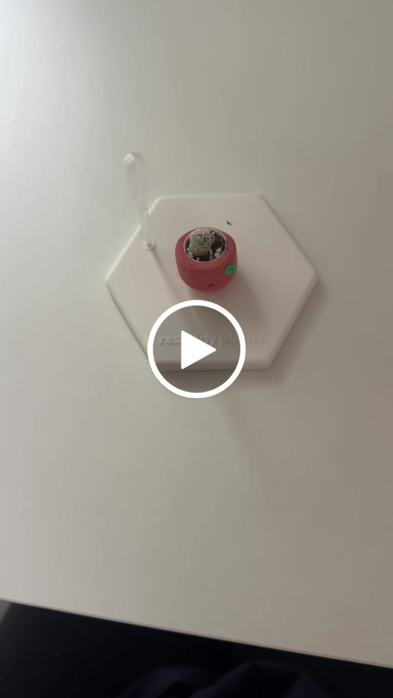 Customer video review of Sweet Clementine