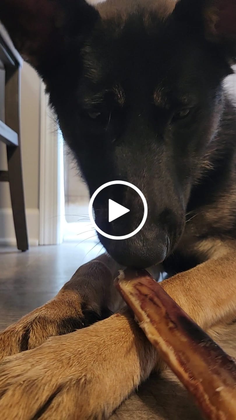 Customer video review of Ostrich Chunky Bones (5" x 2" - 2 Pack): The Long-Lasting, Flavor-Packed Bones for Medium to Large Dogs