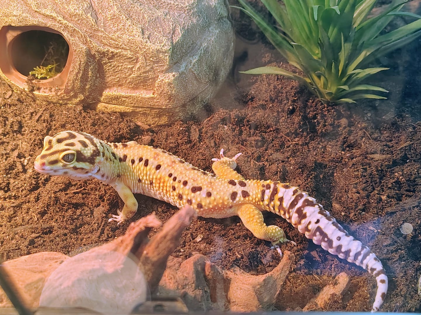 Customer photo review of MYSTERY Leopard Gecko [TIER 3]
