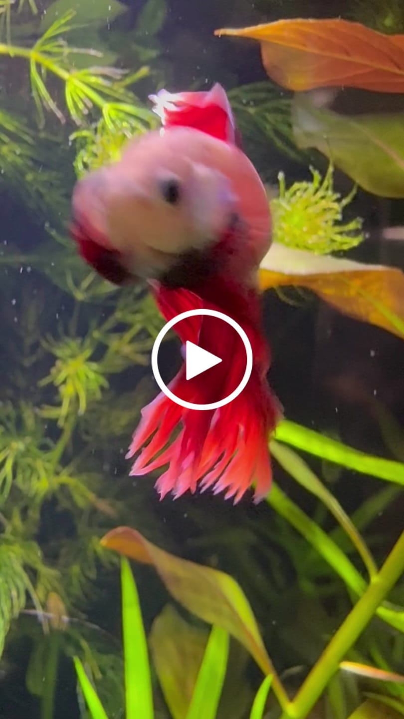 Customer video review of Purple Halfmoon Male Betta Fish | Grower's Pick